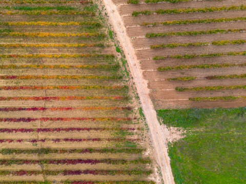 Panoramic landscape of Rioja vineyard estate during autumn harvest, showing rolling hills covered with vine rows and golden fields under warm seasonal light of the Spanish countryside