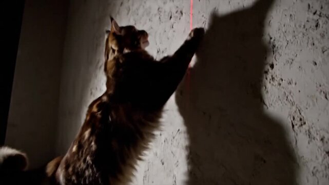 Playful Cat Chasing Laser Pointer on Textured Wall.