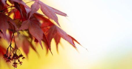 Scarlet Maple Leaves on Golden Bokeh