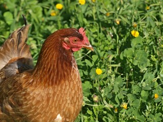 Brown chicken looking right standing in green grass