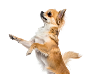 Long-haired tan chihuahua balances on hind legs, head tilted up