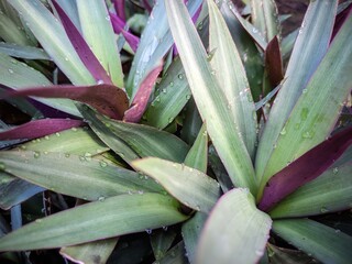 Obraz premium Tradescantia spathacea, also called the oyster plant, boatlily or 'Moses-in-the-cradle', is an herb in the Commelinaceae family which was first described in 1788. It is native to Central America
