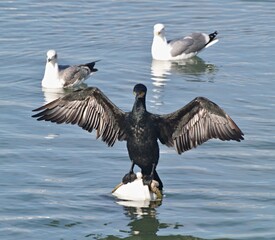 Cormorant spreading wings drying feathers on water with gulls