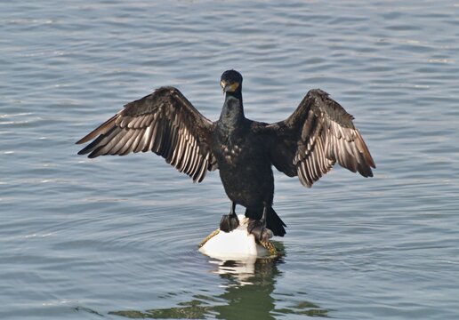 Cormorant drying wings on buoy in open water - Powered by Adobe