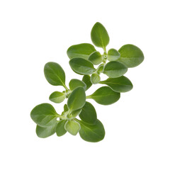 Obraz premium Fresh marjoram herb sprig isolated on transparent background, a sweet aromatic herb used in cooking and medicine