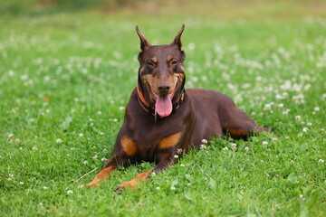 A proud Doberman rests in soft summer grass, tongue out and ears alert, blending strength and calm in a quiet meadow moment, a warm and natural portrait of a loyal dog enjoying the outdoors