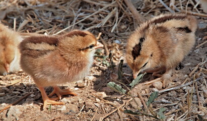 Little chicks foraging on ground in farm