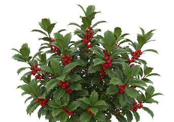 Green leaves red berries plant holly bush