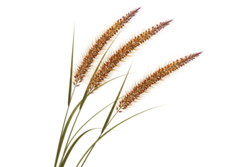Wheat stalks with feathery plumes brown white