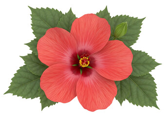 Coral hibiscus flower with green leaves pink