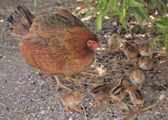 Hen looking after her baby chicks under shade