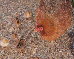 Hen protecting chicks walking on dry straw