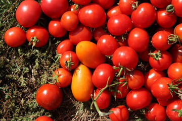 Large collection of fresh red and yellow cherry tomatoes with some orange varieties on grass and dried vegetation background