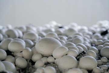 Fototapeta premium Rows of white button mushrooms grow in dark soil on stacked shelves inside a modern indoor mushroom cultivation facility. The production is likely for commercial purposes
