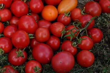 Abundant harvest of fresh red and orange cherry tomatoes with green stems scattered on natural grass background. Garden produce collection.