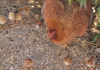 Hen protecting her baby chicks outdoors