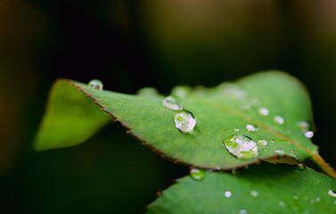Dew drops in nature, Clean water drops on rose leaves in beautiful morning