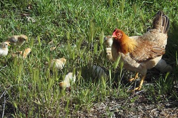 Hen with chicks foraging in green grass