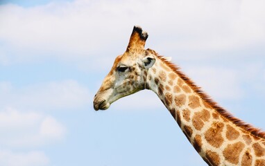 portrait of a giraffe
