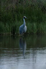 Obraz premium Brolga and reflection in the water