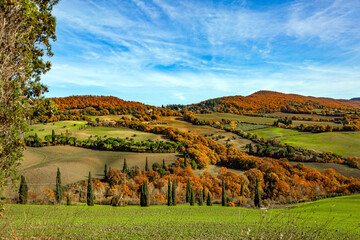 Charming cypress trees.