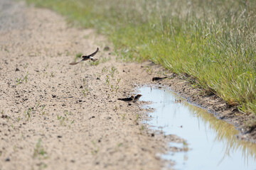 Two Welcome Swallows flying over a muddy waterway