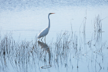 A Great Egret stands in the water, looking out over the lake
