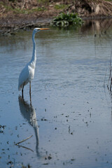A Great Egret stands in the water, looking out over the lake