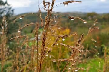Johnson Grass (Sorghum halepense) covered in raindrops

