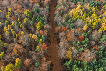 Aerial drone view of a colorful autumn forest. Panorama of trees during autumn. All the colors of autumn. Autumn season in Poland. Autumn orange color tree patterns