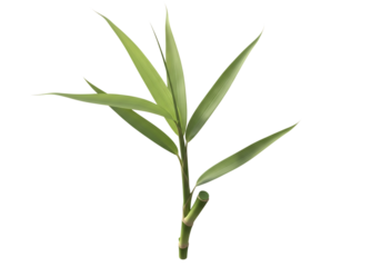 Green bamboo stalk with pointed leaves plant
