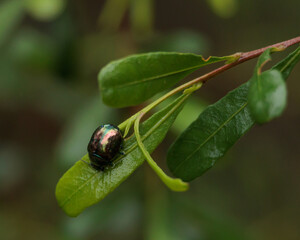 Hop Beetle on a Hop Beetle Bush