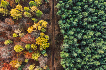 Aerial drone view of a colorful autumn forest. Panorama of trees during autumn. All the colors of autumn. Autumn season in Poland. Autumn orange color tree patterns