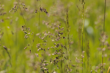 Fototapeta premium A field of tall grass with brown stems and green leaves