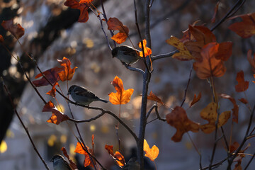 A house sparrow sitting on a pomegranate tree . Passer domestics.