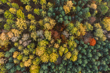 Aerial drone view of a colorful autumn forest. Panorama of trees during autumn. All the colors of autumn. Autumn season in Poland. Autumn orange color tree patterns