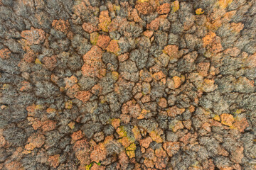Aerial drone view of a colorful autumn forest. Panorama of trees during autumn. All the colors of autumn. Autumn season in Poland. Autumn orange color tree patterns
