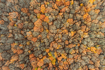 Aerial drone view of a colorful autumn forest. Panorama of trees during autumn. All the colors of autumn. Autumn season in Poland. Autumn orange color tree patterns