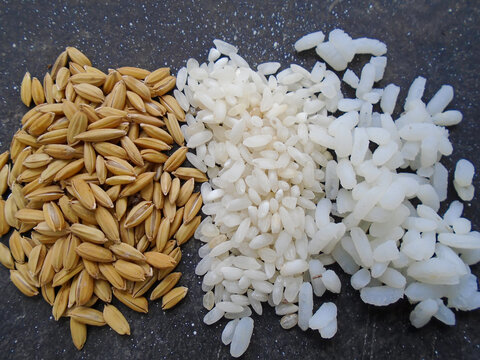 Rice, paddy All three steps in one place. Close-up of rice grains in different stages of processing, from paddy to cooked. Paddy Grain to White Rice on Dark isolated Background. 