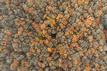 Aerial drone view of a colorful autumn forest. Panorama of trees during autumn. All the colors of autumn. Autumn season in Poland. Autumn orange color tree patterns
