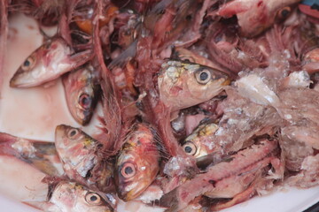 A close-up of fish heads and remains, remains of several small fish including heads and bones