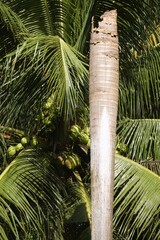 Coconut Palm Tree Trunk and Fronds in Tropical Sunlight.