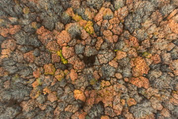Aerial drone view of a colorful autumn forest. Panorama of trees during autumn. All the colors of autumn. Autumn season in Poland. Autumn orange color tree patterns