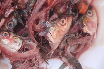 A close-up of fish heads and remains, remains of several small fish including heads and bones