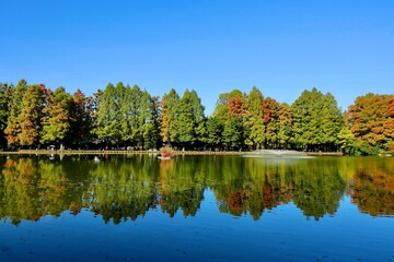 紅葉の森と青空、それを写し込む沼の水面　埼玉県別所沼公園
