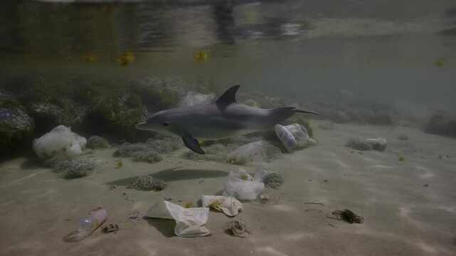 A dolphin swimming through a polluted ocean filled with plastic debris demonstrates the devastating impact of human waste on marine life.