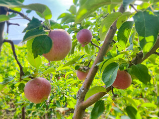 Apple trees with ripe red apples in the garden. Natural red apples on branches of trees.