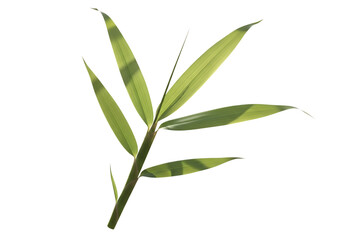 Fototapeta premium Green bamboo stalk with leaves backlit image