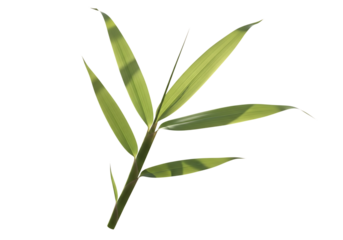 Green bamboo stalk with leaves backlit image