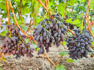 Bunch of Black Wine grape over green natural vineyard garden background